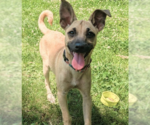 Small #1 Chihuahua Mix