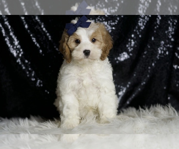 Medium Photo #35 Cavapoo Puppy For Sale in WARSAW, IN, USA