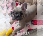 Small Photo #12 French Bulldog Puppy For Sale in MCKINLEYVILLE, CA, USA