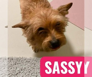 Mutt Dogs for adoption in Westwood, NJ, USA