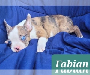 Boston Terrier-Faux Frenchbo Bulldog Mix Puppy for sale in POMEROY, OH, USA
