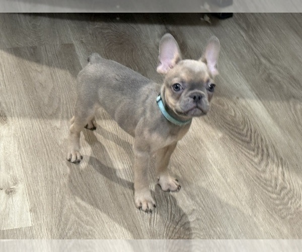 Medium Photo #7 French Bulldog Puppy For Sale in SACRAMENTO, CA, USA