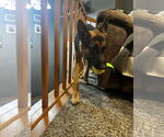 Small #14 German Shepherd Dog Mix