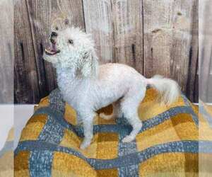 Neo - Male Poochon Dog for Adoption - Photo #5