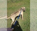 Small #3 Plott Hound Mix