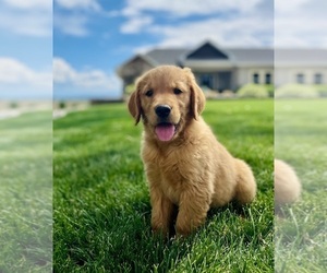 Golden Retriever Puppy for sale in DELTA, CO, USA