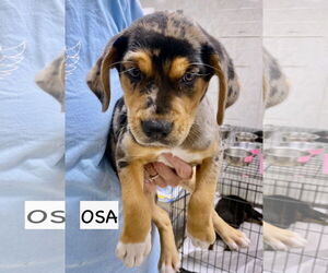 Catahoula Leopard Dog-Labrador Retriever Mix Dogs for adoption in GILBERTS, IL, USA