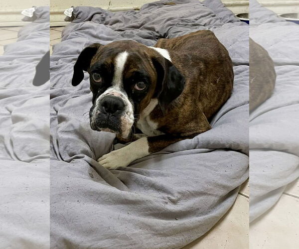 Medium Photo #3 Boxer Puppy For Sale in Dumont, NJ, USA