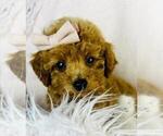 Small Photo #12 Poodle (Toy) Puppy For Sale in THONOTOSASSA, FL, USA