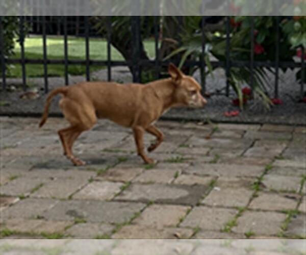 Medium Photo #1 Chihuahua Puppy For Sale in Martinez, CA, USA