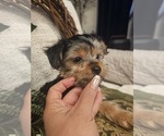 Small #4 Yorkshire Terrier