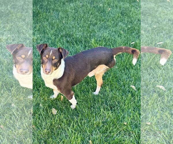 Medium Photo #2 Dachshund-Unknown Mix Puppy For Sale in Sandy, UT, USA