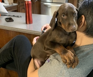 Doberman Pinscher Puppy for sale in BRISTOL, CT, USA