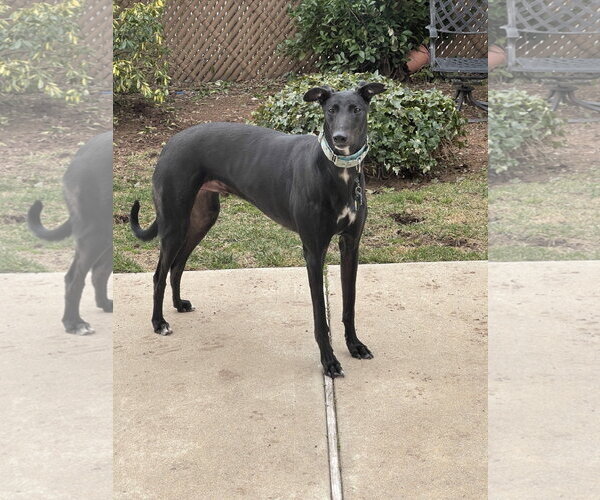 Medium Photo #3 Greyhound Puppy For Sale in Cherry Hill, NJ, USA