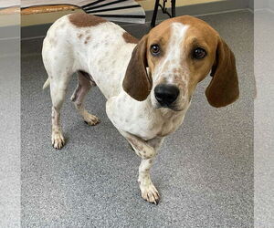 Coonhound Dogs for adoption in Low Moor, VA, USA