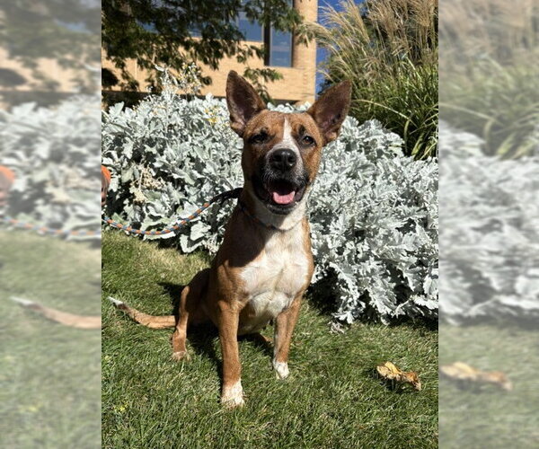 Medium Photo #1 Mutt Puppy For Sale in Sandy, UT, USA