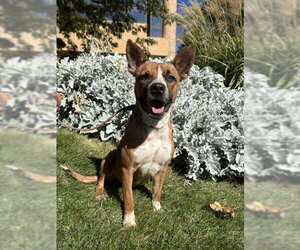 Mutt Dogs for adoption in Sandy, UT, USA