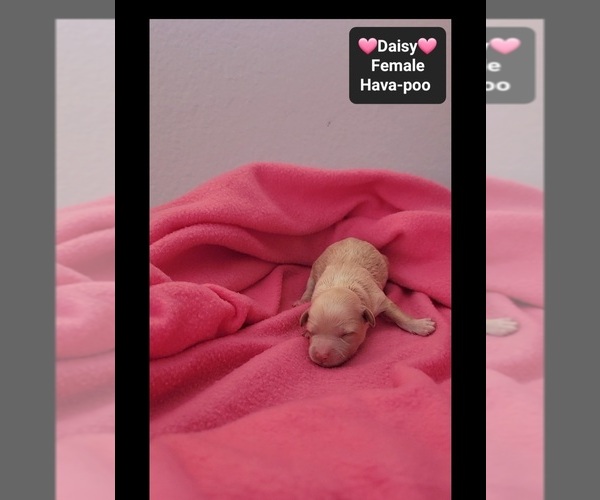 Medium Photo #2 Havapoo Puppy For Sale in TUCSON, AZ, USA