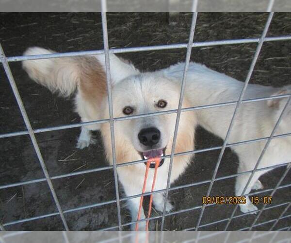 Medium Photo #1 Anatolian Shepherd-Unknown Mix Puppy For Sale in Santa Rosa, CA, USA