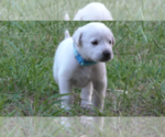 Puppy Willow Anatolian Shepherd-Labrador Retriever Mix