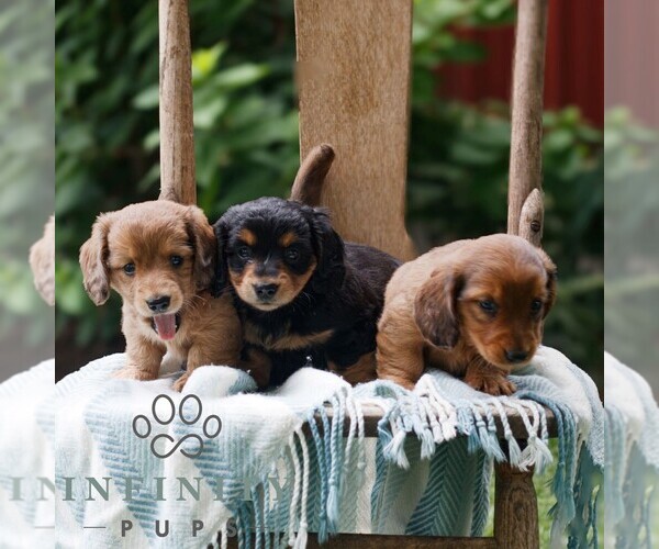 Medium Photo #2 Dachshund Puppy For Sale in EAST EARL, PA, USA