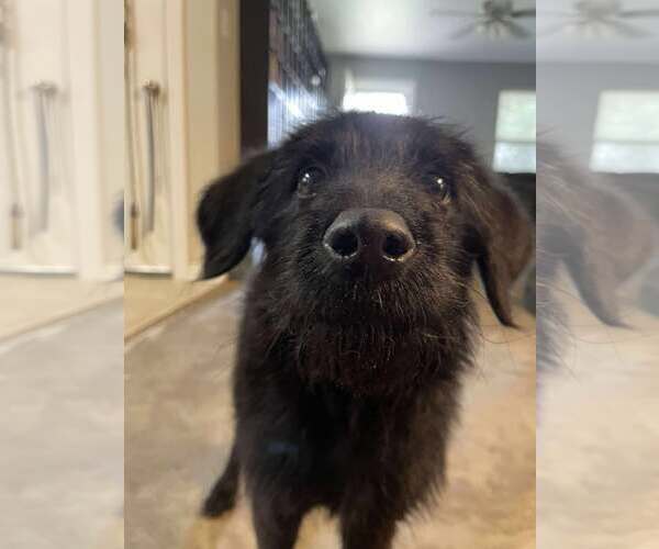 Medium Photo #13 Mutt Puppy For Sale in McKinney, TX, USA