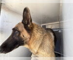 Small German Shepherd Dog