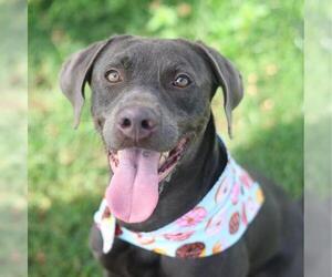 Labmaraner Dogs for adoption in San Antonio, TX, USA