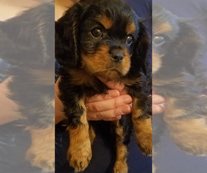 Cockalier Puppy for sale in SCHENECTADY, NY, USA
