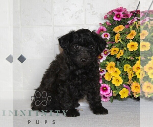 Medium Photo #3 Jack-A-Poo Puppy For Sale in KIRKWOOD, PA, USA