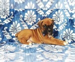 Small Photo #4 Boxer Puppy For Sale in LANCASTER, PA, USA