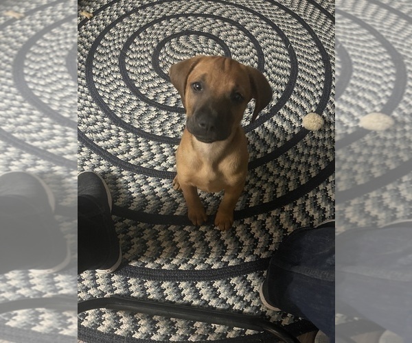 Medium Photo #4 Redbone Coonhound Puppy For Sale in DEXTER, MO, USA