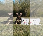 Small Photo #7 French Bulldog Puppy For Sale in TRENTON, TX, USA