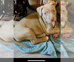 Small Photo #6 American Pit Bull Terrier Puppy For Sale in NORFOLK, VA, USA