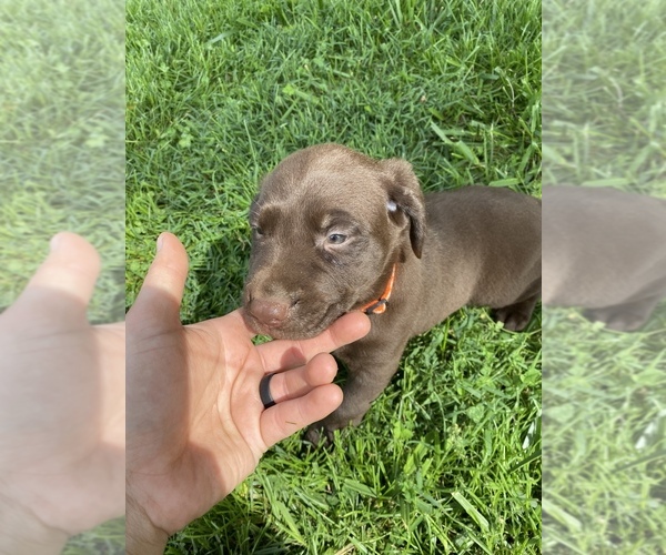 Medium Photo #4 Labrador Retriever Puppy For Sale in RUSSELL SPRINGS, KY, USA