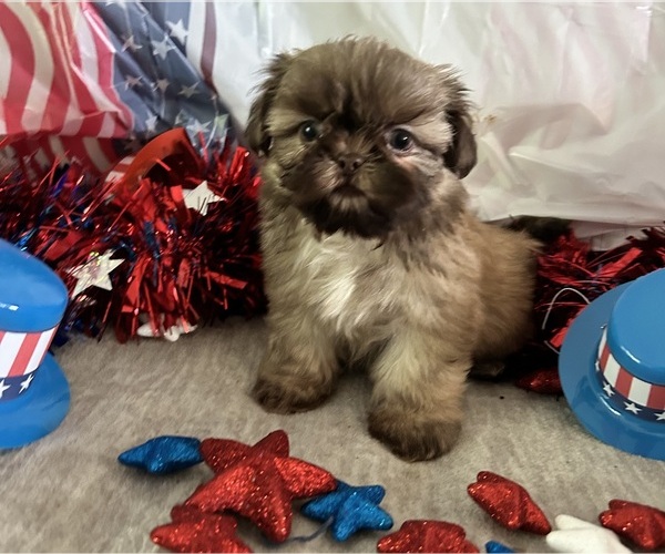 Medium Photo #7 Shih Tzu Puppy For Sale in DENTON, MD, USA