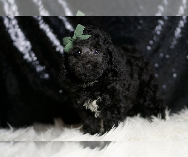 Medium Photo #4 Poodle (Miniature) Puppy For Sale in WARSAW, IN, USA