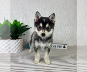 Pomsky Puppy for sale in GREENFIELD, IN, USA