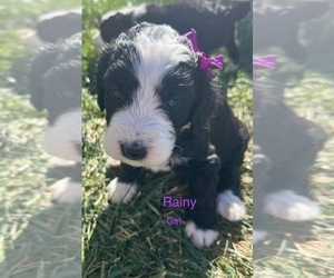 Bernedoodle Puppy for sale in BENNETT, CO, USA