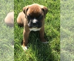 Small Photo #7 Boxer Puppy For Sale in APPLE CREEK, OH, USA