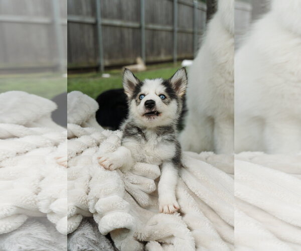 Medium Photo #3 Siberian Husky Puppy For Sale in Carrollton, TX, USA