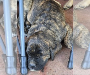 Cane Corso Puppy for sale in VALDESE, NC, USA
