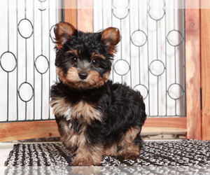 Yorkshire Terrier Puppy for sale in NAPLES, FL, USA