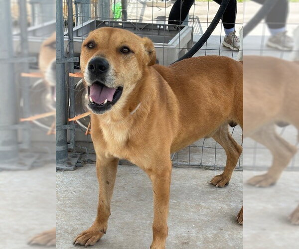 Medium Photo #3 Labrador Retriever Puppy For Sale in Houston, TX, USA