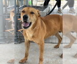 Small #2 Labrador Retriever