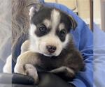 Small Siberian Husky Mix