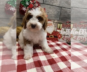 Poodle (Miniature) Puppy for sale in RICHMOND, IL, USA