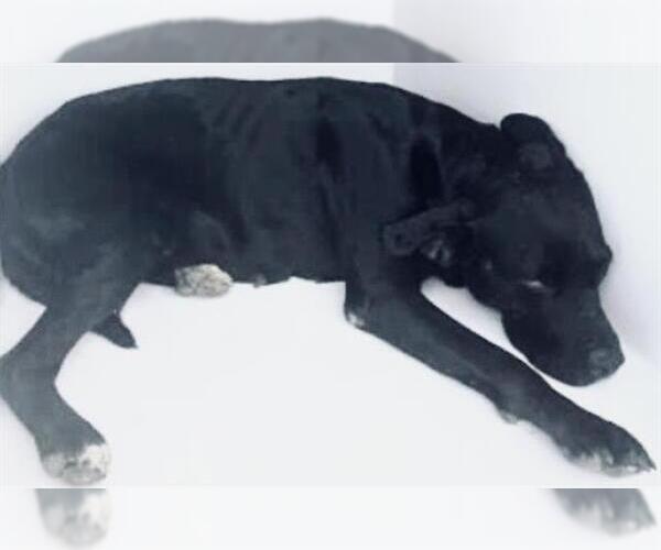 Medium Photo #1 Labrador Retriever-Unknown Mix Puppy For Sale in Houston, TX, USA