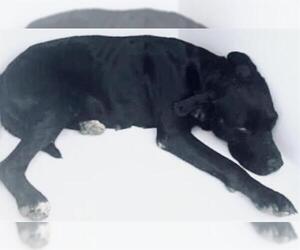 Labrador Retriever-Unknown Mix Dogs for adoption in Houston, TX, USA