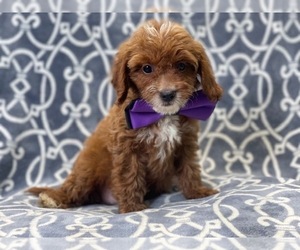 Cavapoo Puppy for sale in LAKELAND, FL, USA